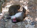 Grooming at Iwatayama Monkey Park, Arashiyama, Kyoto