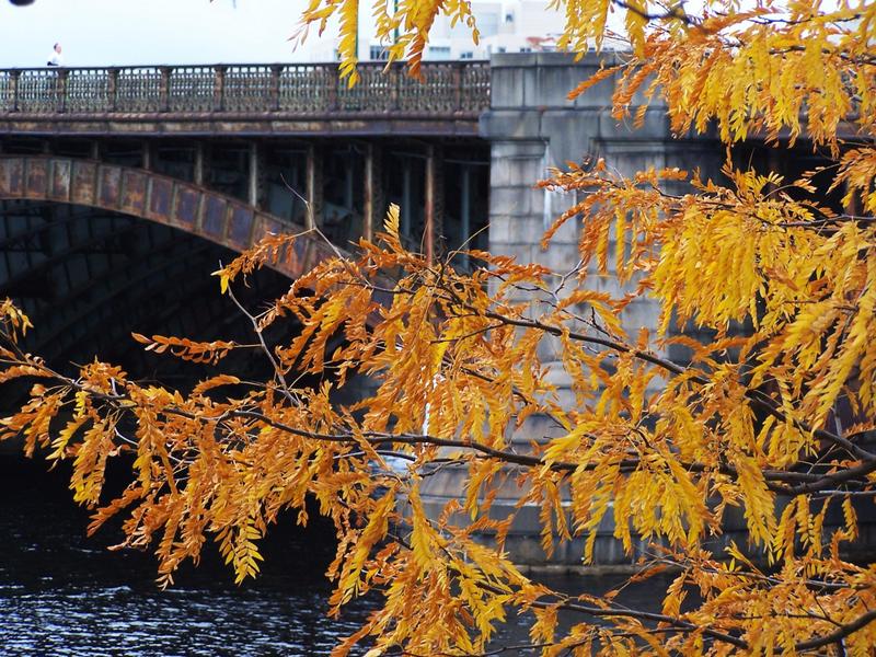 locust-bridge