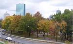 trees-road-highrise