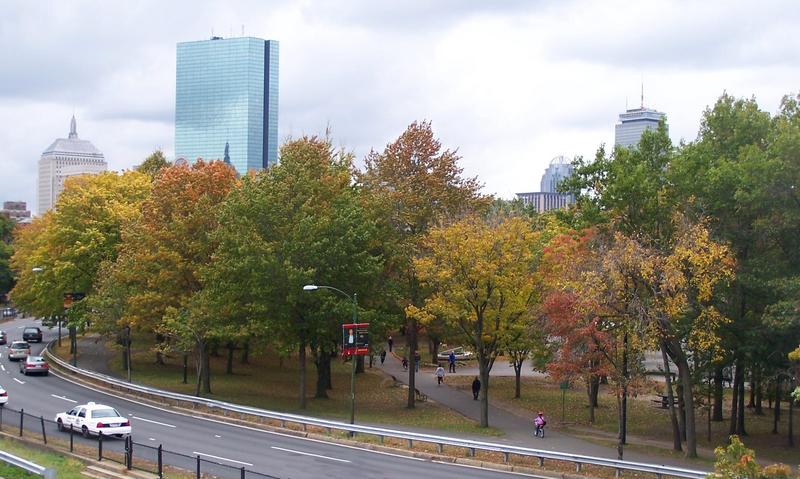 trees-road-highrise
