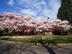 Eliot Circle in the spring 6
